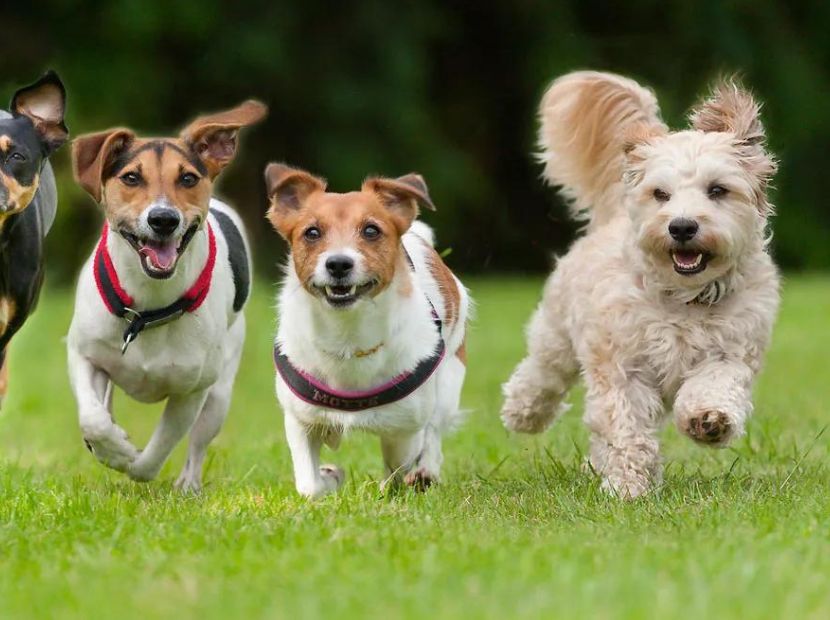 3 dogs running