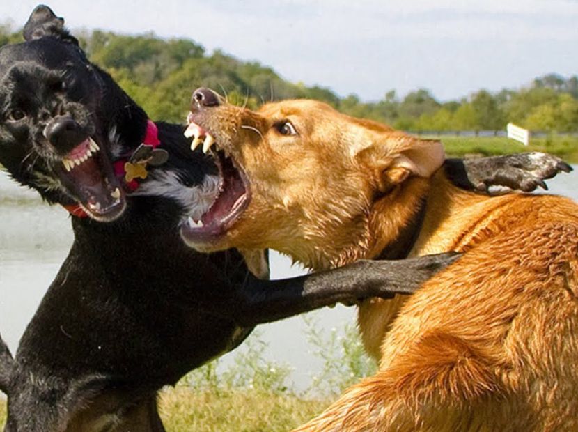 two dogs fighting