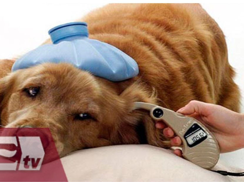 A dog whose temperature is being checked!