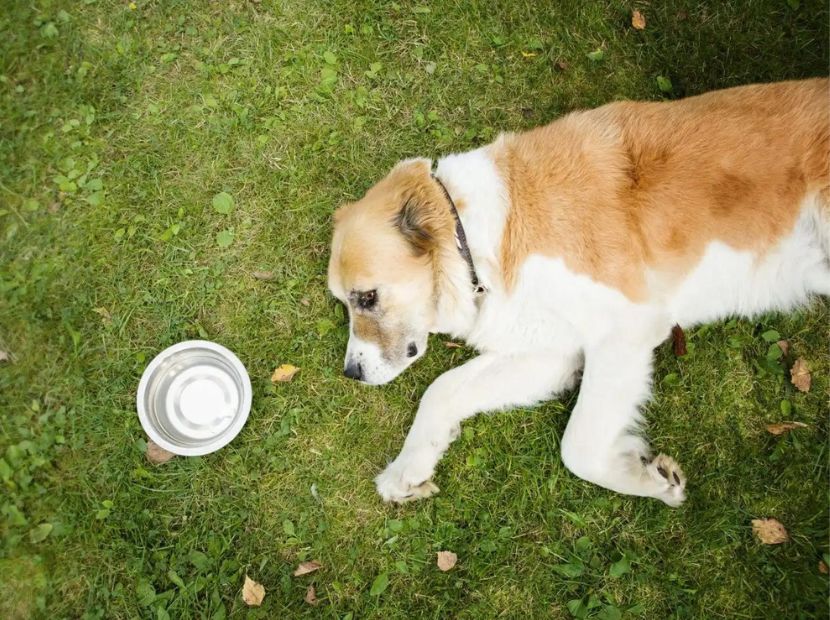 A dog laying with a pot of water