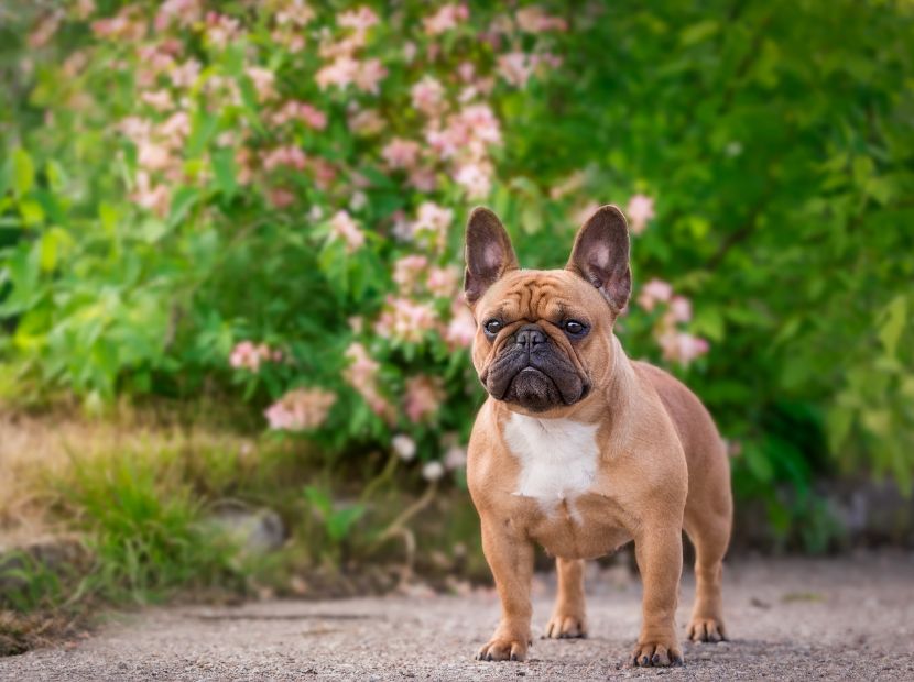 A Frenchie Standing in front of plants