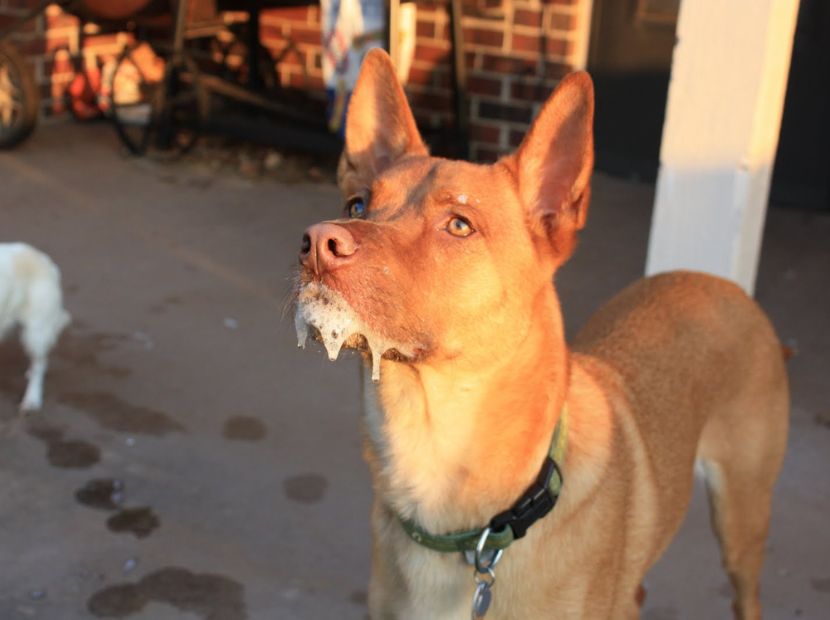 A dog foaming from mouth