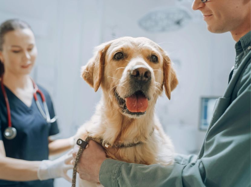 A doctor checking a dog