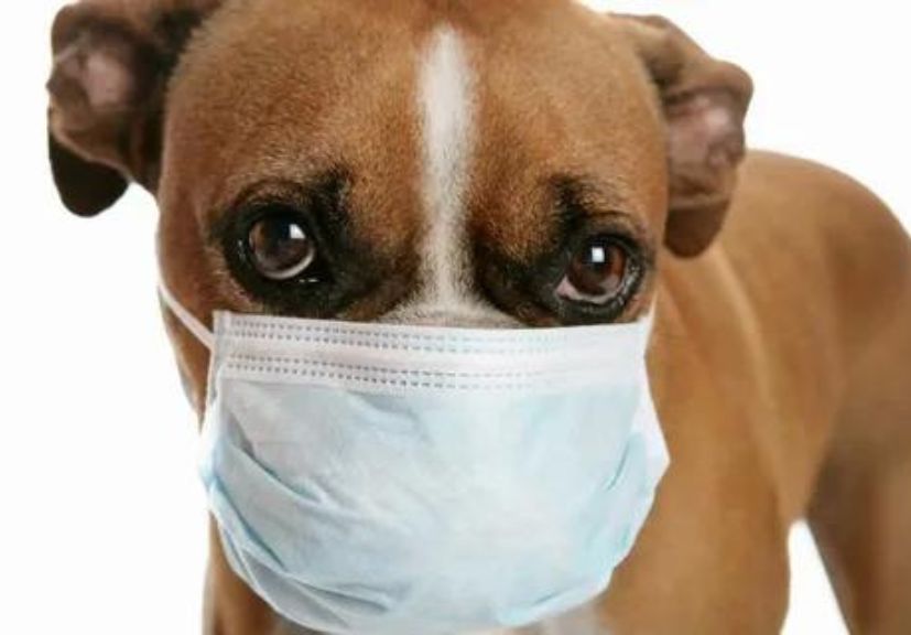 sick dog care: an ill dog wearing a face mask