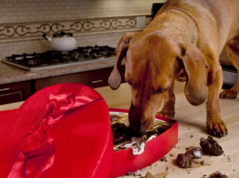A brown dog eating chocolate