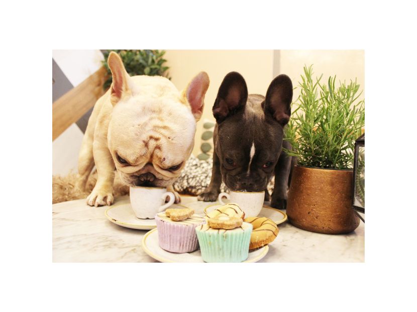 Two French Bulldog feeding