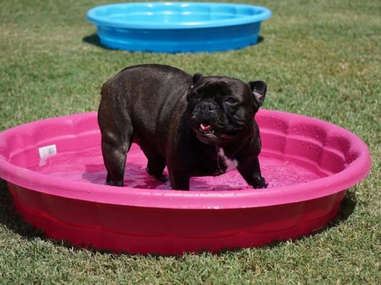A Black French Bulldog bathing in pink tub