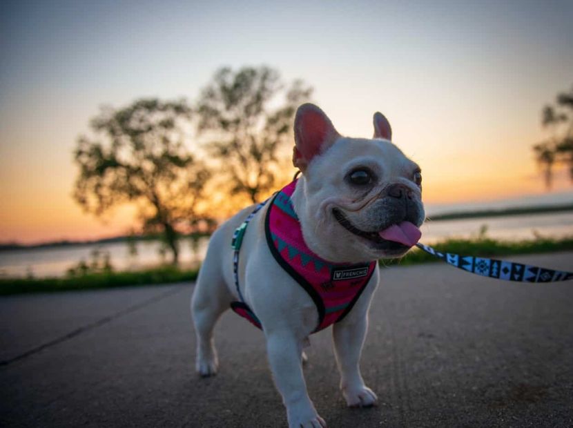 A French Bulldog with a beautiful leash in the neck