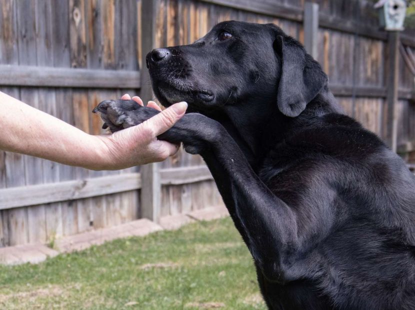 A man holding a foot of an old black canine