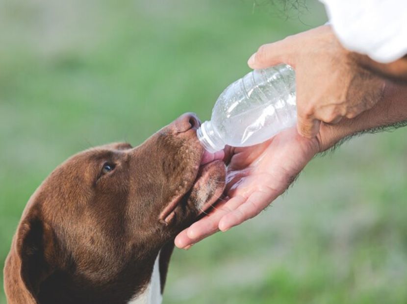 A man offering water to a dog