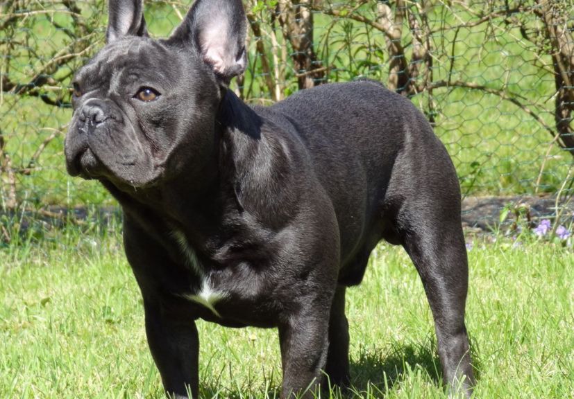 A black french bulldog standing in the grassy plot