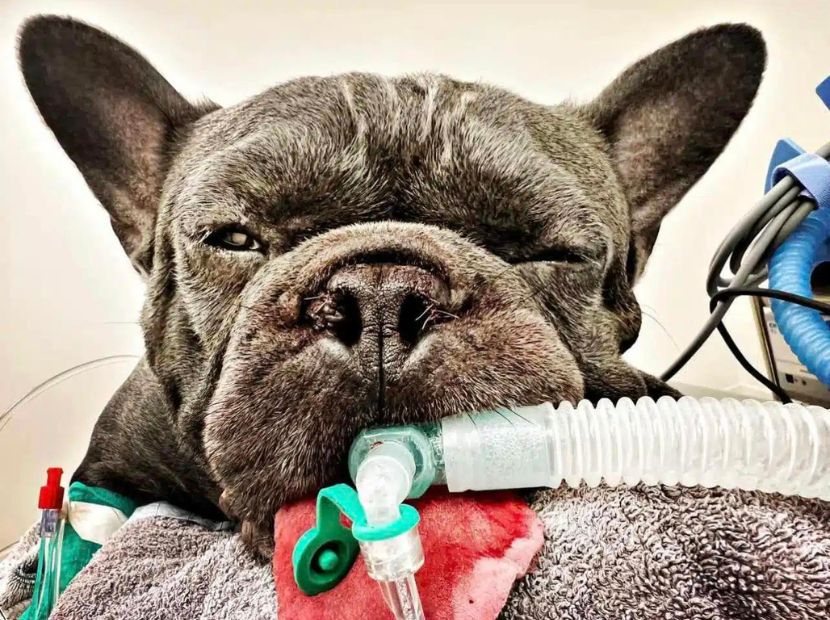 A respiration tube inserted in the mouth of French Bulldog