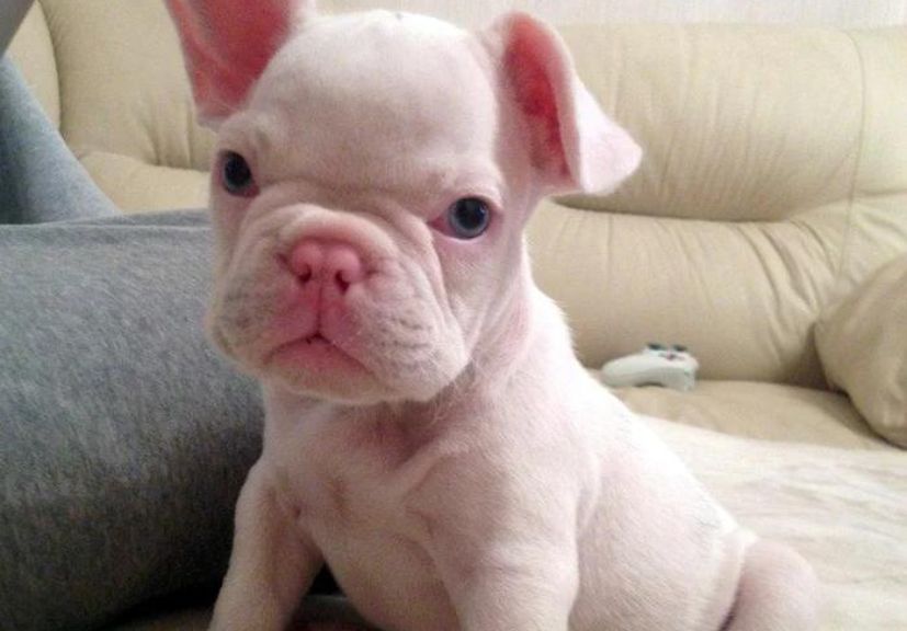 albino frenchie sitting on a couch