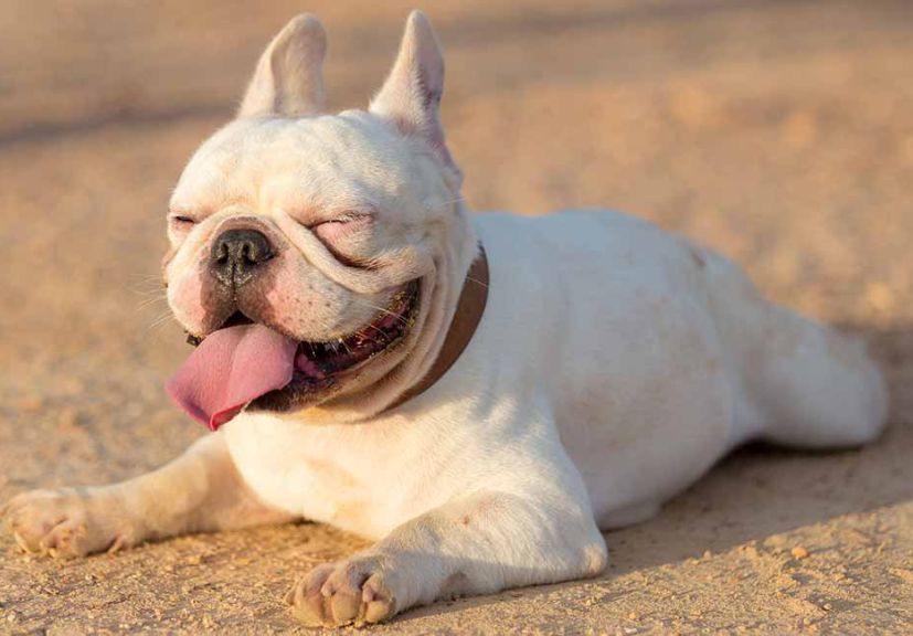 An albino frenchie sitting on the earth