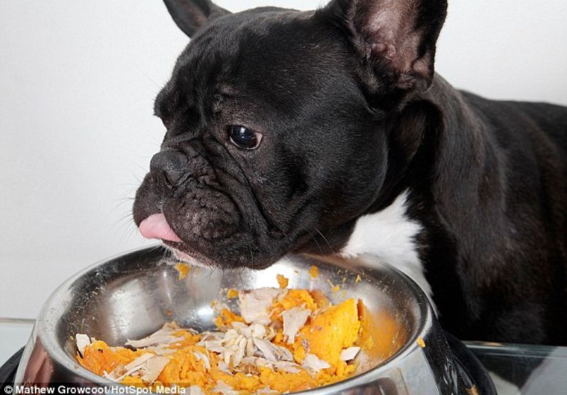 A frenhie eating home made diet