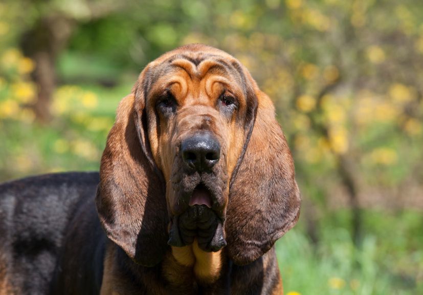 Bloodhound standing with an innocent face