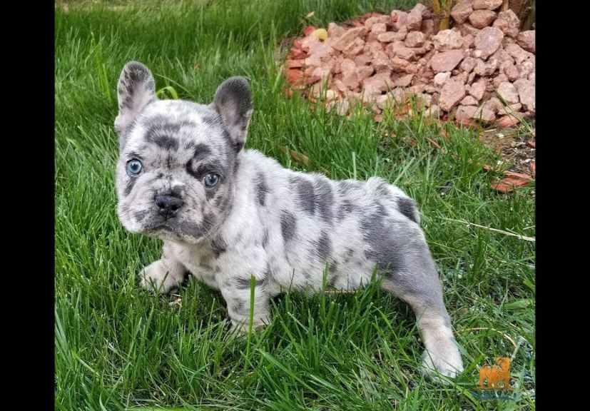 a blue frenchy puppy standing on the grass