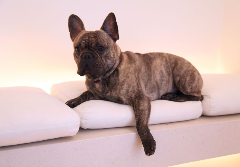 a brindle frenchy sitting on the sofa