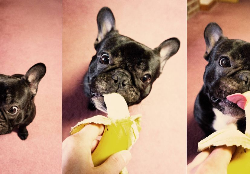 French Bulldog eating banana