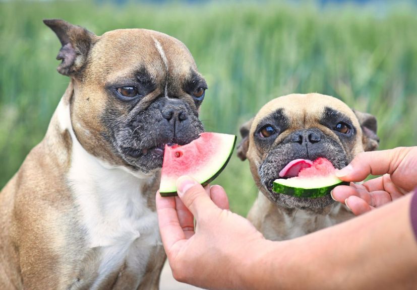 a man feeding watermelon to 2 cute french bulldogs