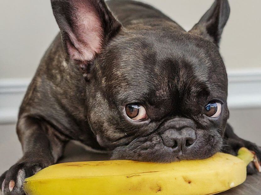 A black frenchie eating banana!