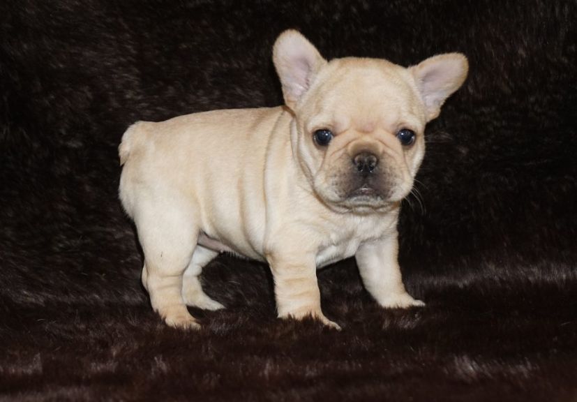 A beautiful cream frenchie 