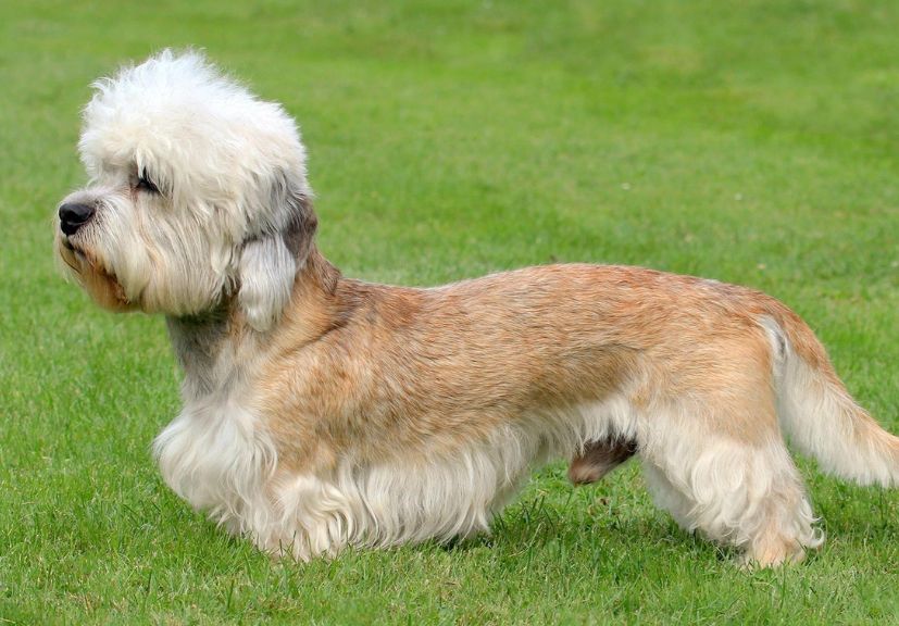 dog sitting on the grass