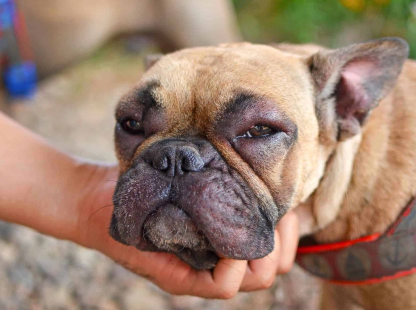 A french bulldog with allergic face