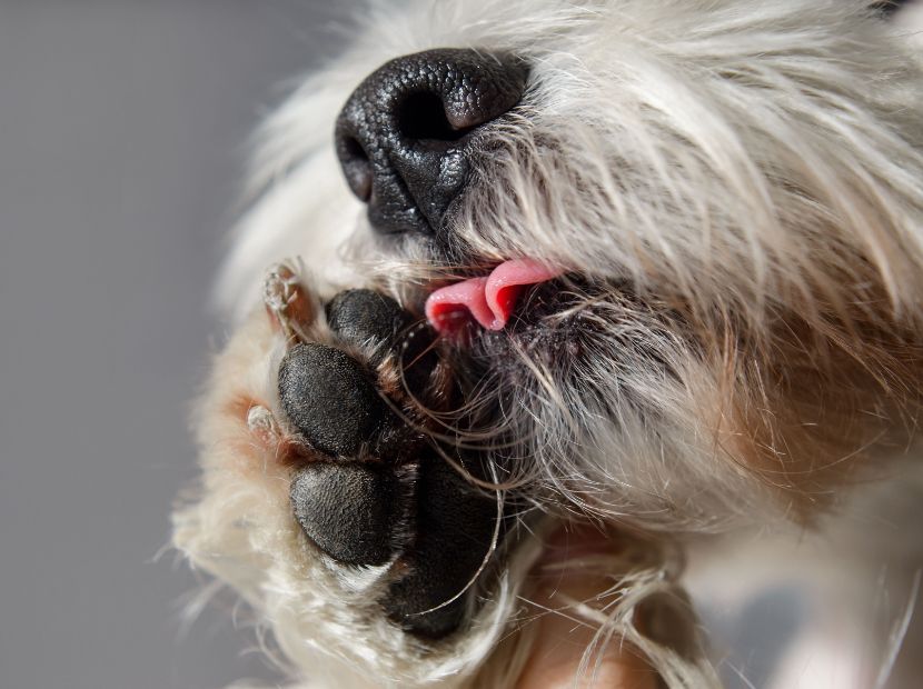 a dog biting and licking its nail and foot