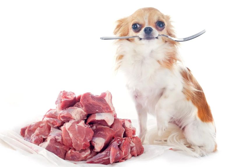 a dog having raw meat in front and ready to eat