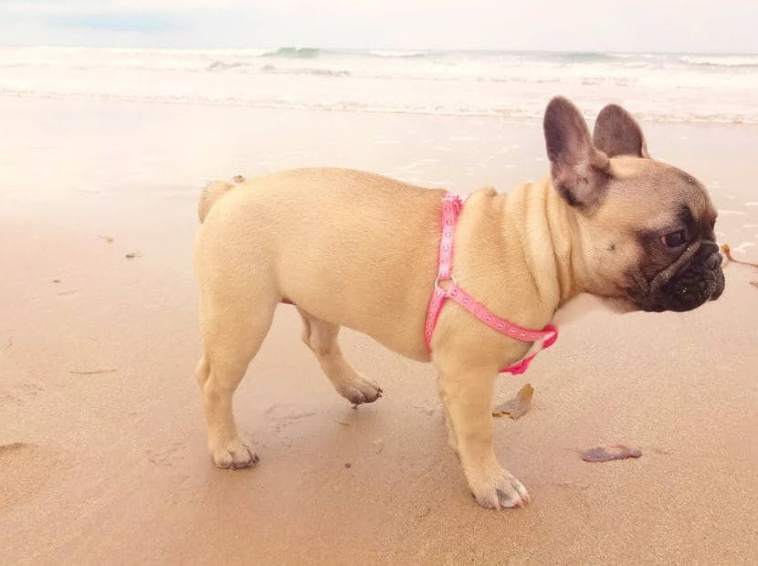 A frenchie standing in a relaxed environment with water!