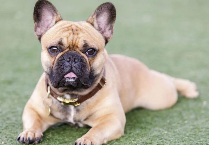 A fawn frech bulldog sitting and starring at the cameraman