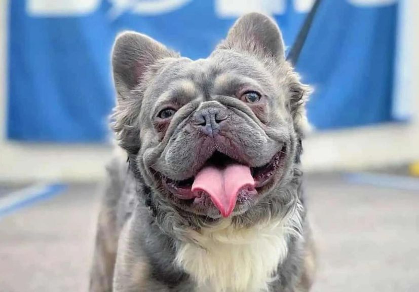 A long haired french bulldog smiling