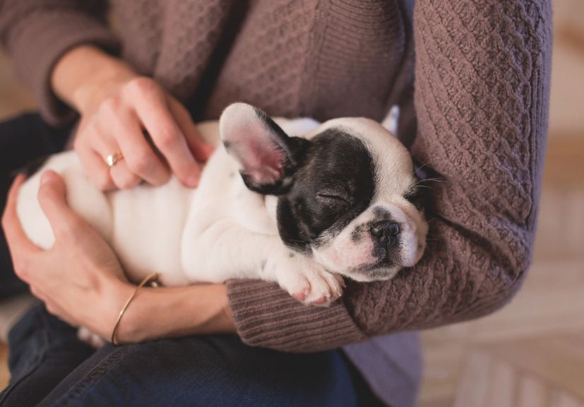 A puppy frenchie in hands of a women!