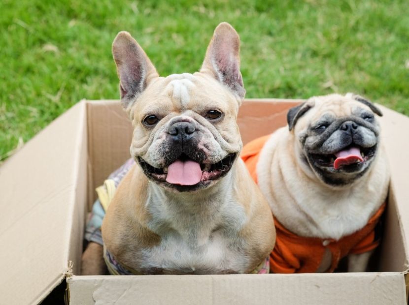 A Frenchie and a pub in a box