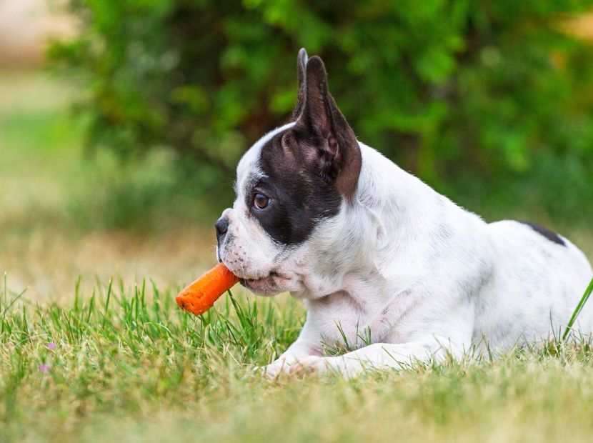 A frenchie eating carrot