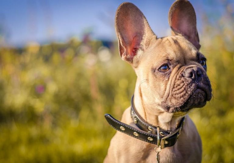 A healthy french bulldog in blurry field