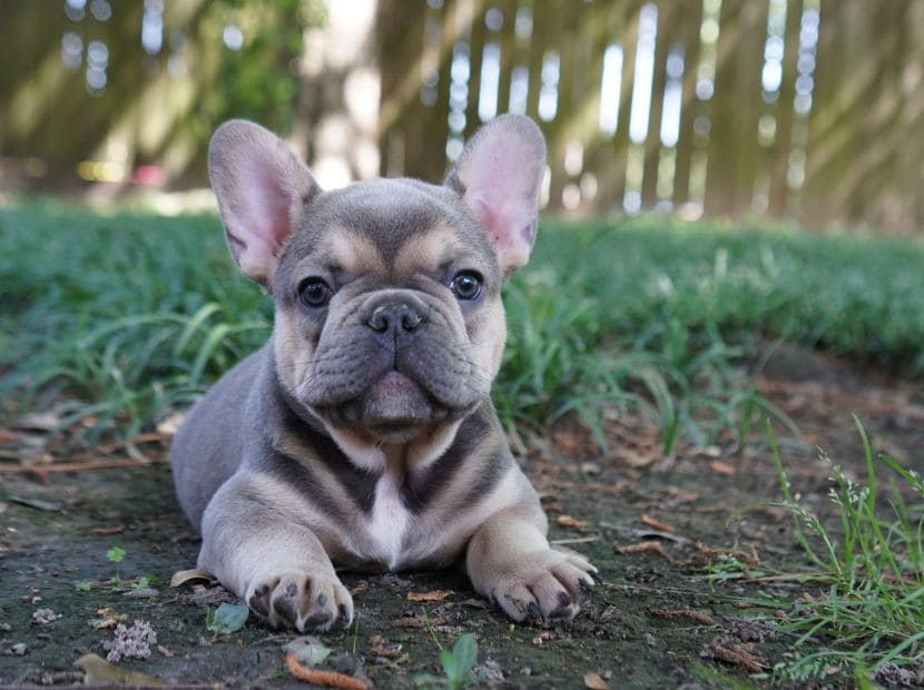 a baby french bulldog sitting in the ground!