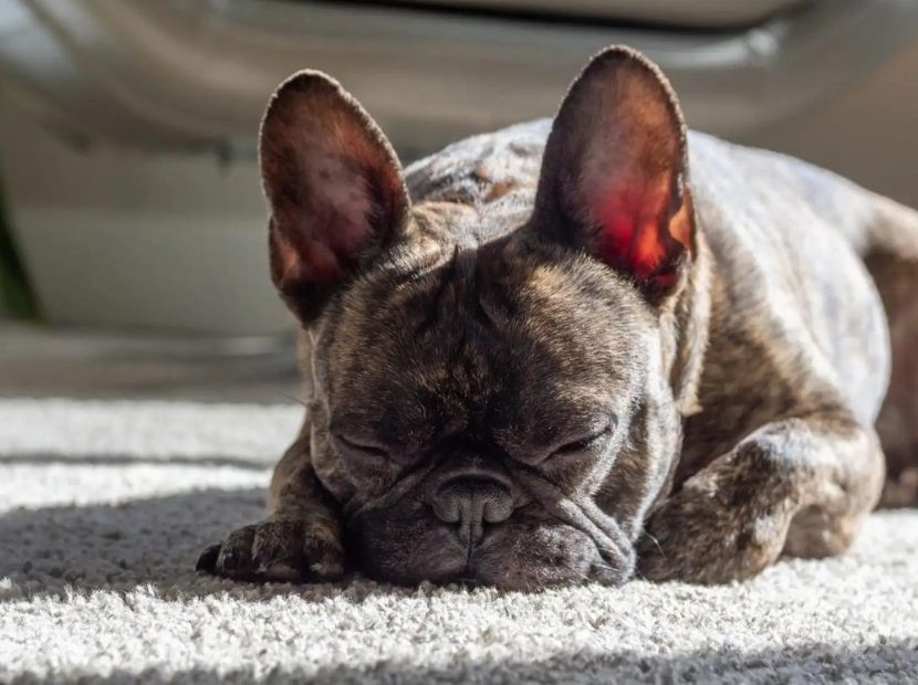 A frenchie puppy sleeping on the mat