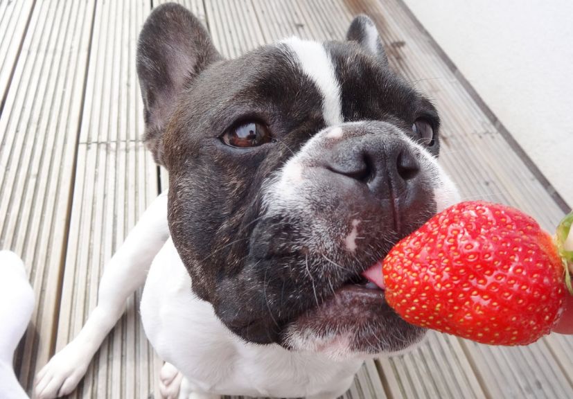 A french bulldog eating strawberry