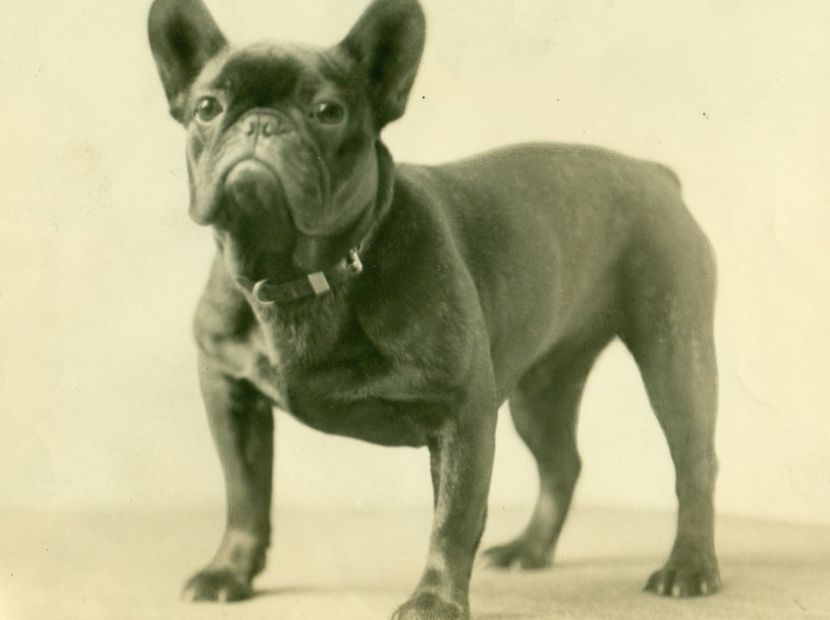 An image of frenchie from the history