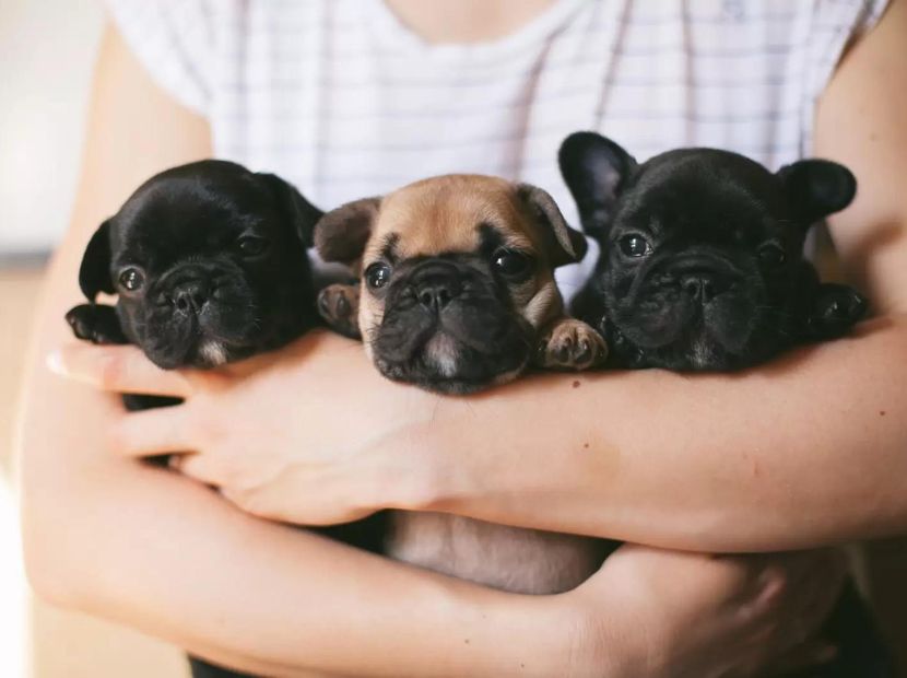 a women carrying three frenchie puppies to show love