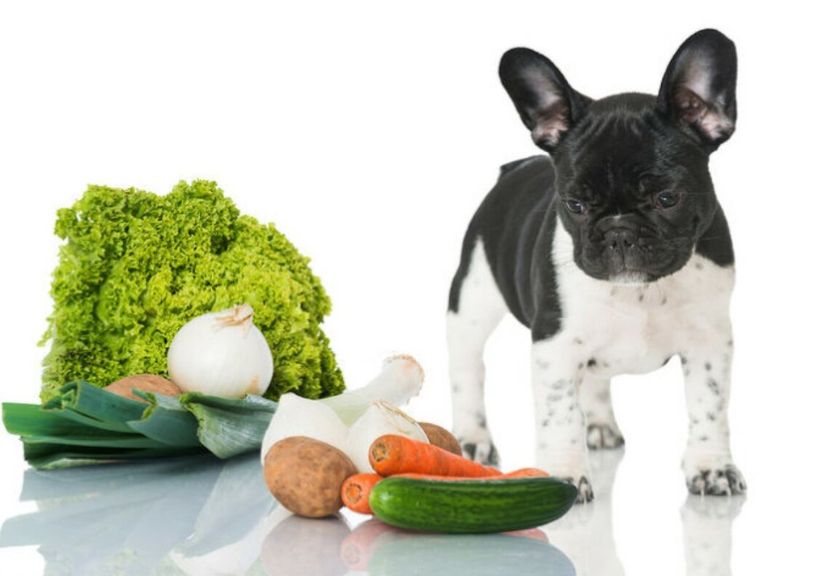 A french bulldog with carrot, spinach, and other foods!