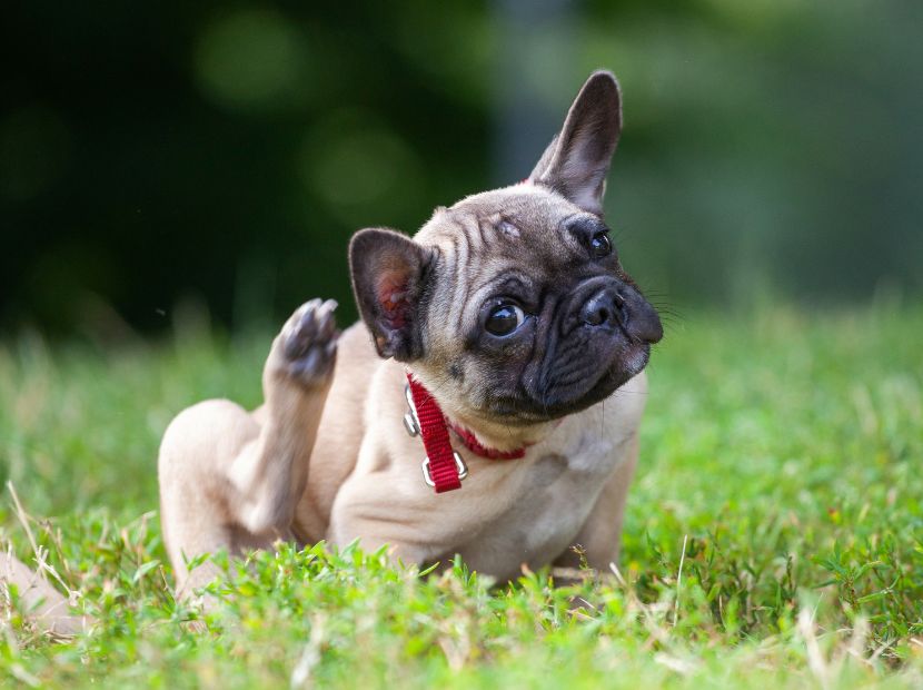 A Frenchie itching himself