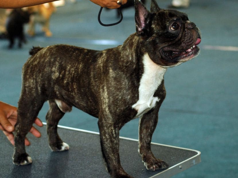 A frenchie standing in indoor playing stadium!