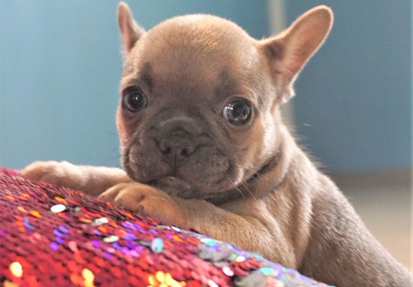 A lilac puppy sitting with a pillow in front