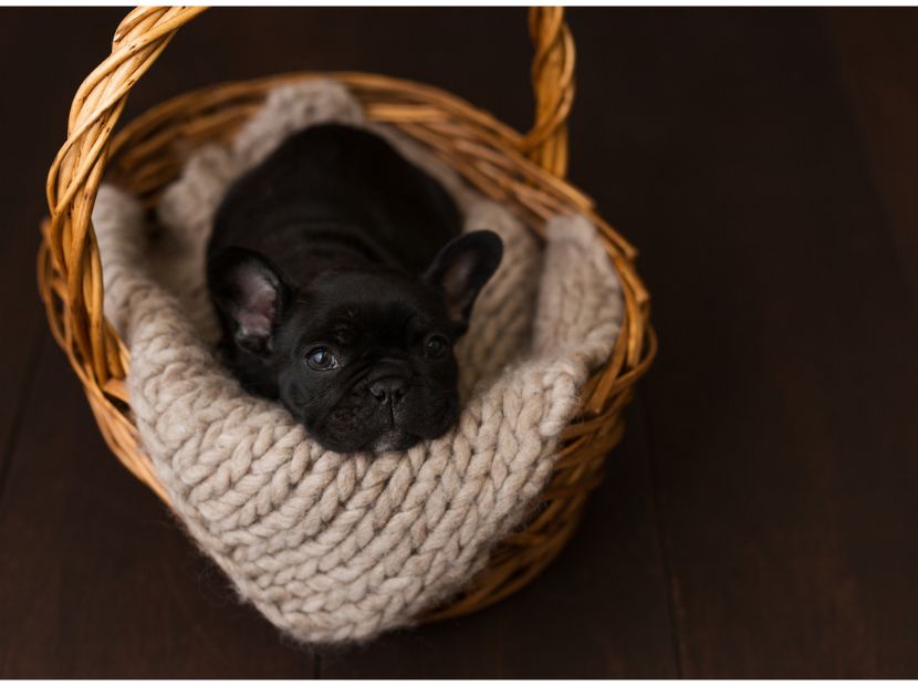 A baby french bulldog surrounded by a white towel in a basket