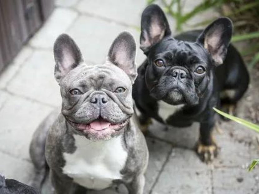 two Frenchies with different moods