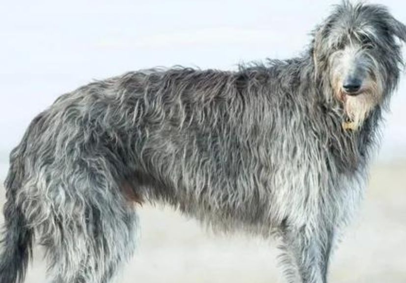 A Scottish Deerhound look at the side