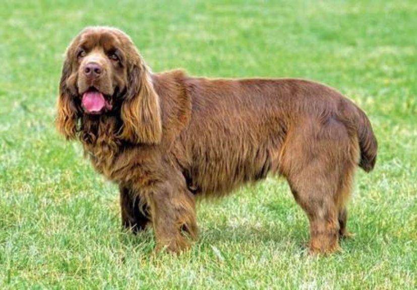 a dog standing on the grass 